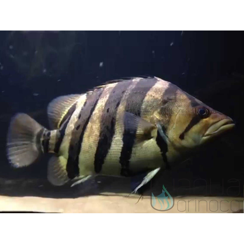 Indonesian Tiger Perch - Datnioides microlepis 13-14cm