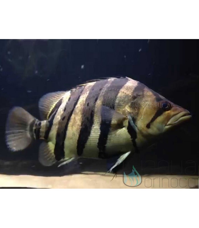 Indonesian Tiger Perch - Datnioides microlepis 13-14cm
