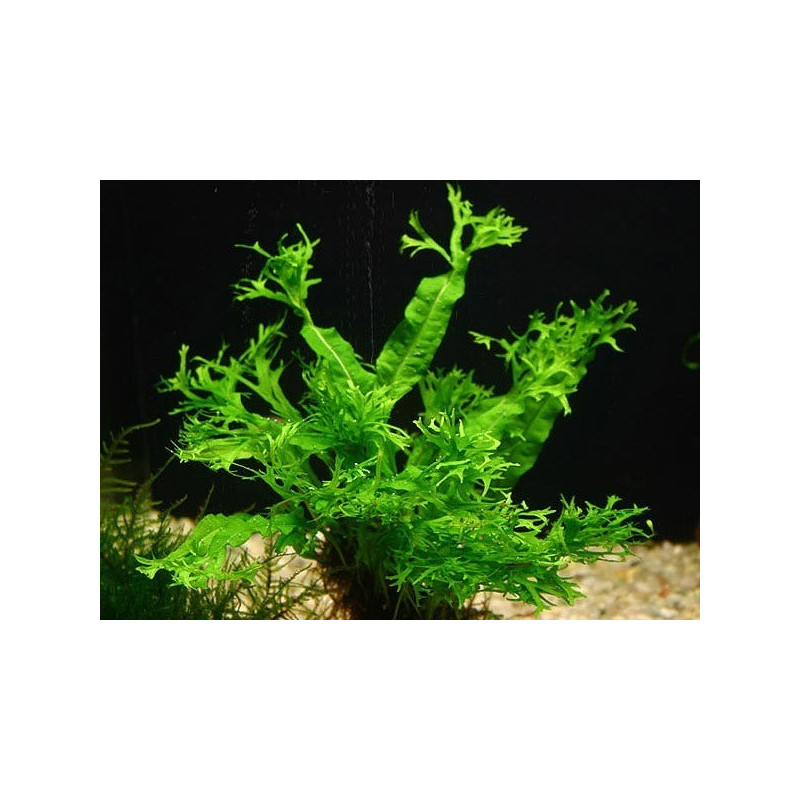 Microsorum Pteropus Windelov