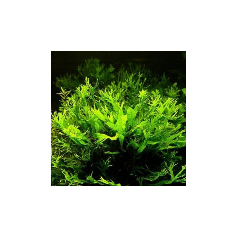 Microsorum Pteropus Windelov