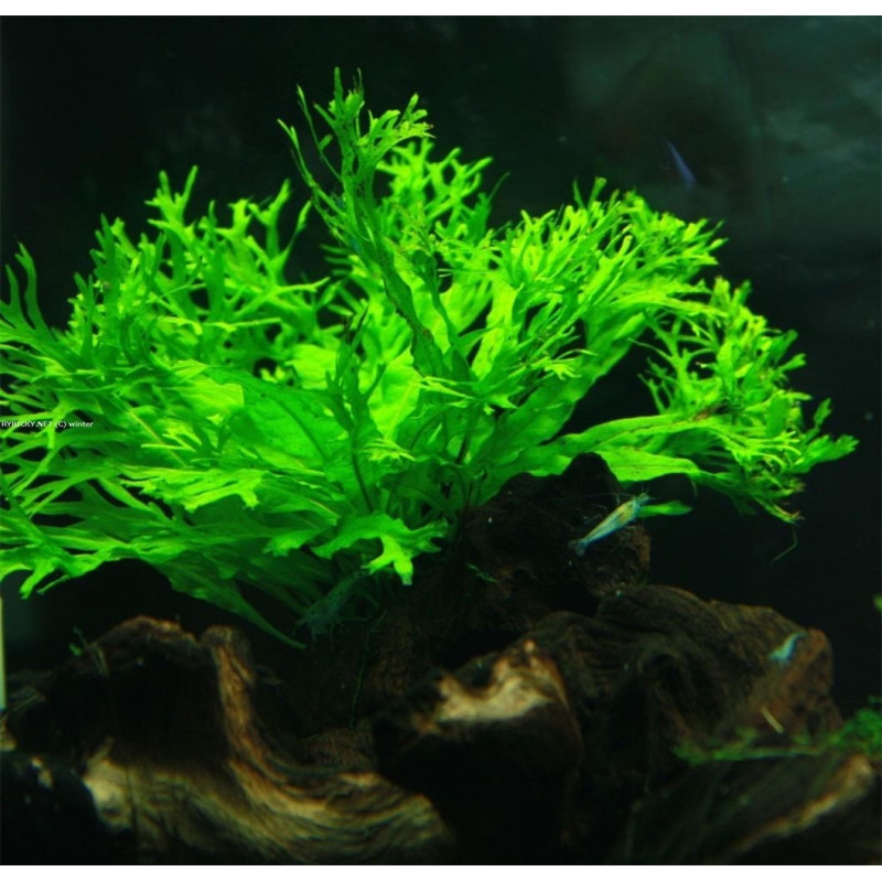 Microsorum Pteropus Windelov