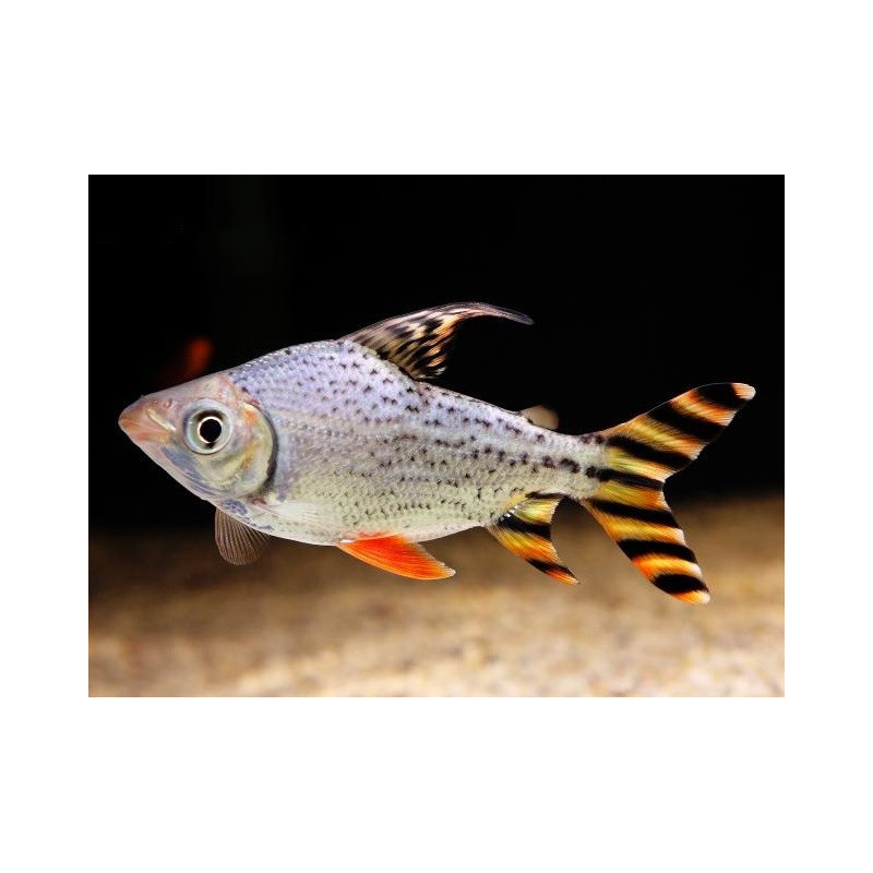 Flagtail - Semaprochilodus taeniurus Red Fin 6-7 cm