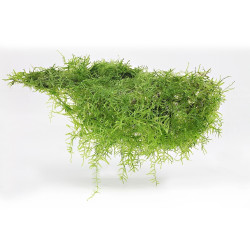 Taxiphyllum barbieri (Java Moss) blister 8x6cm Taxiphyllum barbieri (Java Moss) blister 8x6cm