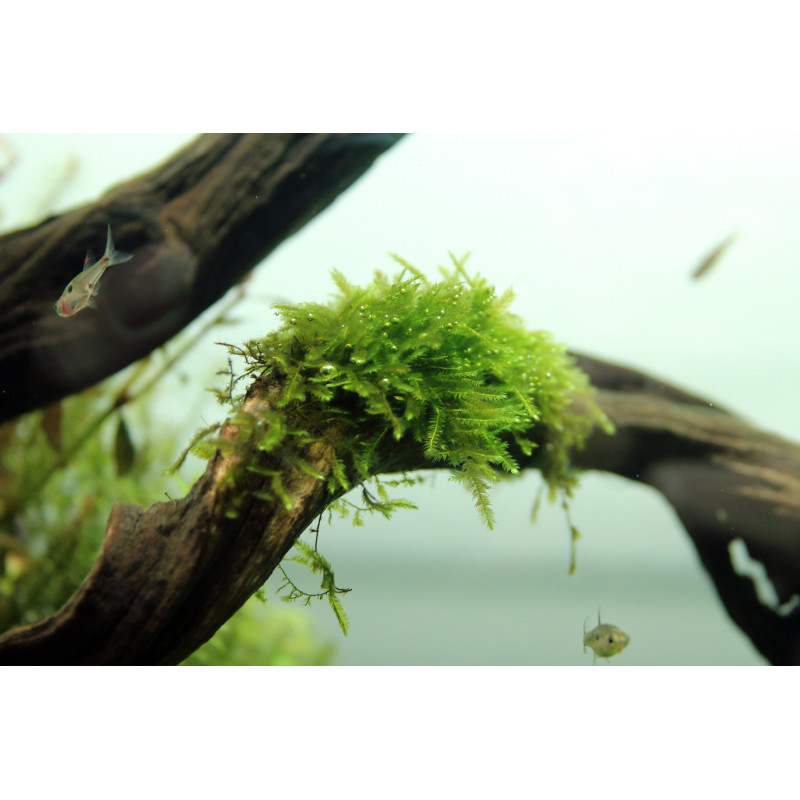 Taxiphyllum barbieri (Musgo de Java) blister 8x6cm