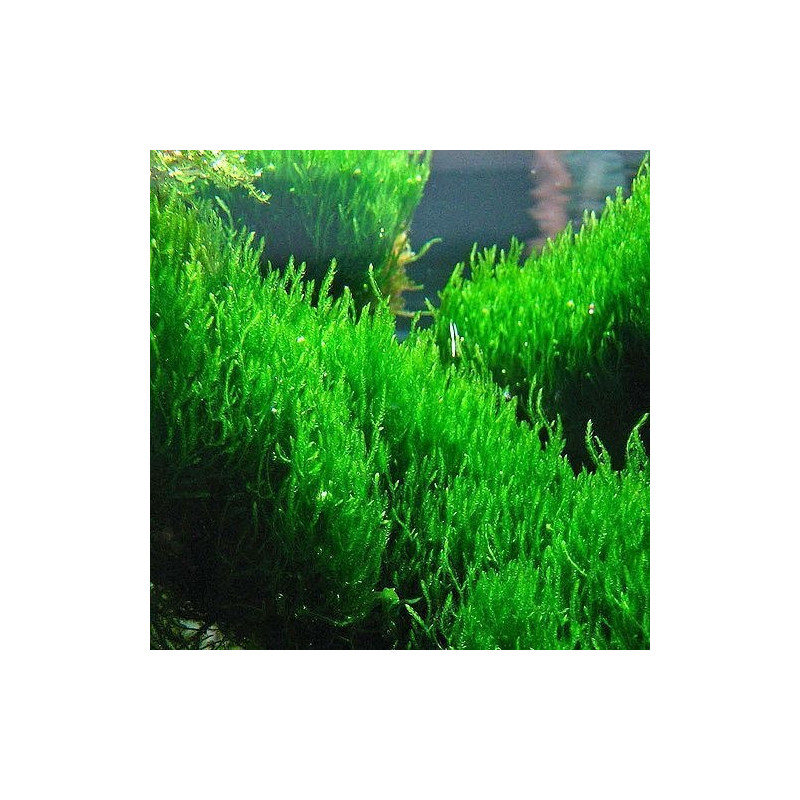 Taxiphyllum sp. Flame blister 8x6cm