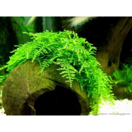 Vesicularia Montagnei - Christmas Moss - blister 8x6cm