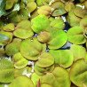 Phyllanthus sp. fluitans blister 8x6cm