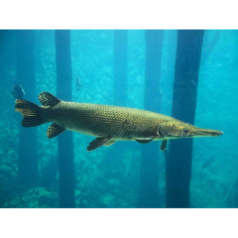 Alligator Gar - Espátula Lepisosteus 8-10cm