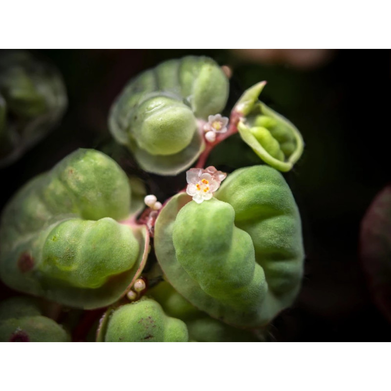 Phyllanthus sp. fluitans blister 8x6cm