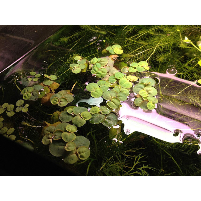 Phyllanthus sp. fluitans blister 8x6cm