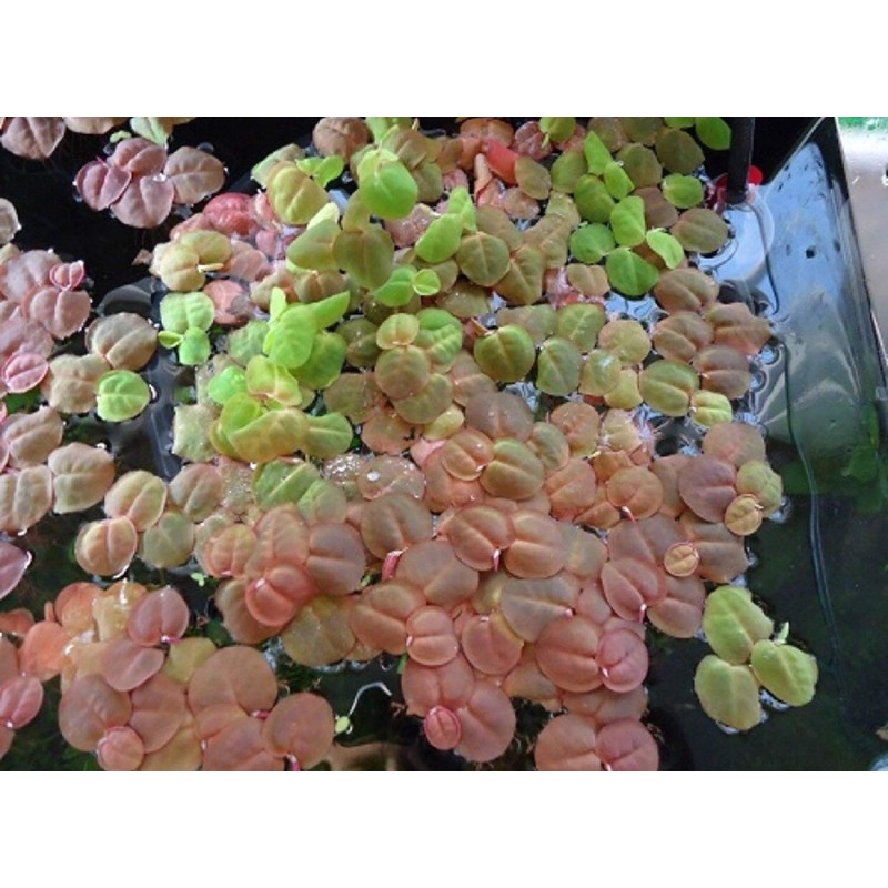 Phyllanthus sp. fluitans blister 8x6cm