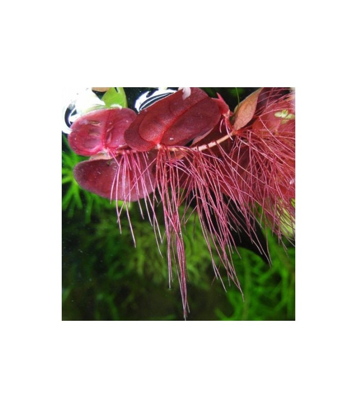 Phyllanthus sp. fluitans blister 8x6cm
