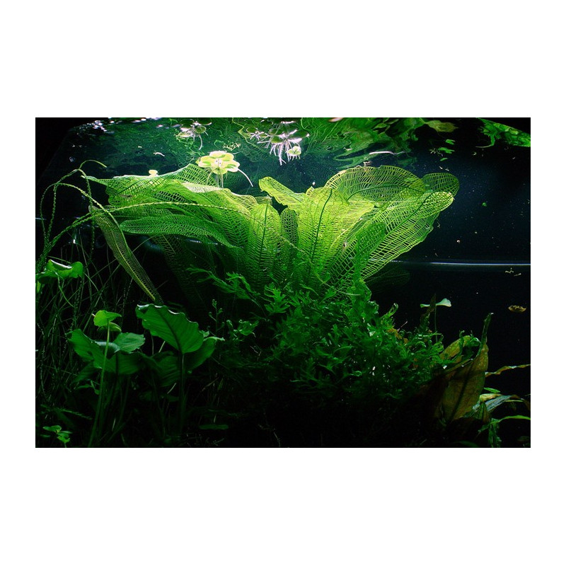 Aponogeton madagascariensis Bulbo