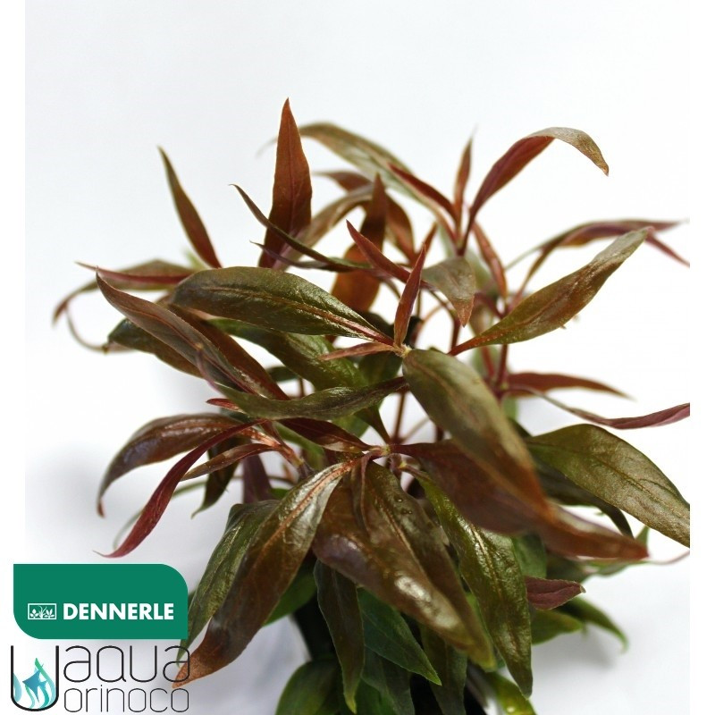 Alternanthera reineckii Mini