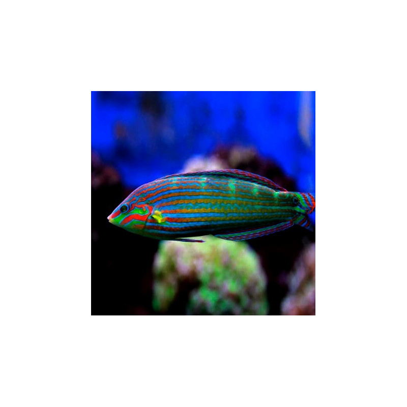 Halichoeres melanurus - Melanurus Wrasse