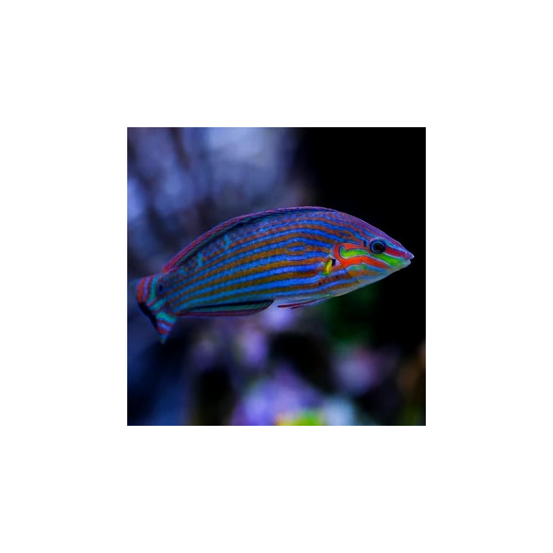 Halichoeres melanurus - Melanurus Wrasse Halichoeres melanurus - Melanurus Wrasse