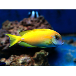 Acanthurus olivaceus Acanthurus olivaceus