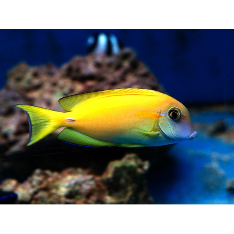 Acanthurus olivaceus