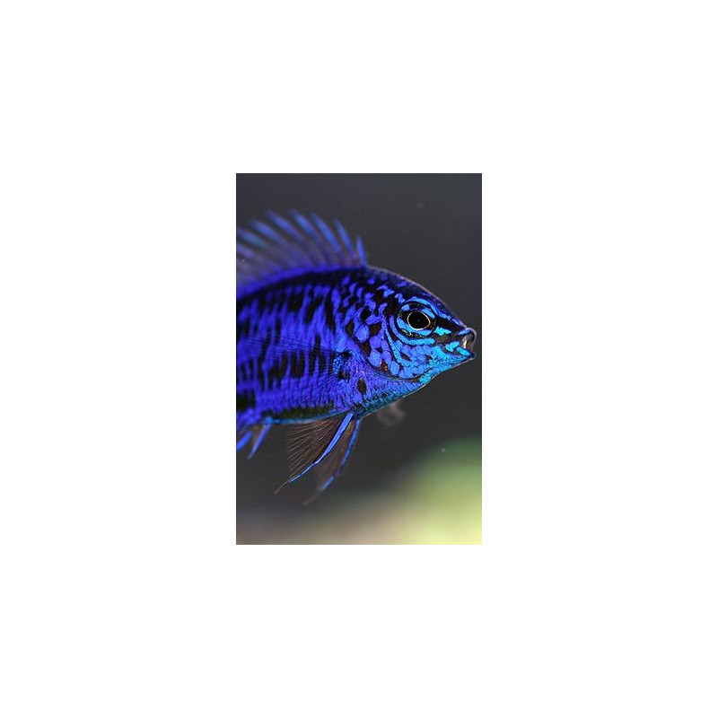 Chrysiptera springeri - Blue Sapphire Damselfish