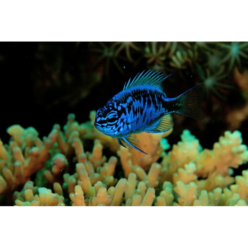 Chrysiptera springeri - Blue Sapphire Damselfish