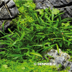 Cryptocoryne parva Cryptocoryne parva