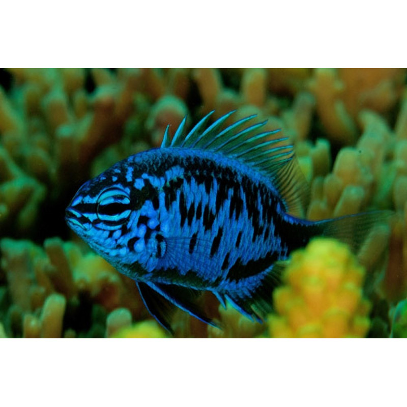 Chrysiptera springeri - Blue Sapphire Damselfish