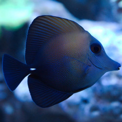 Zebrasoma scopas Zebrasoma scopas