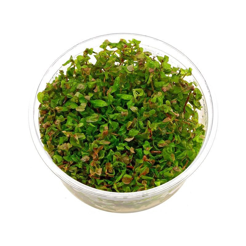 Rotala macrandra