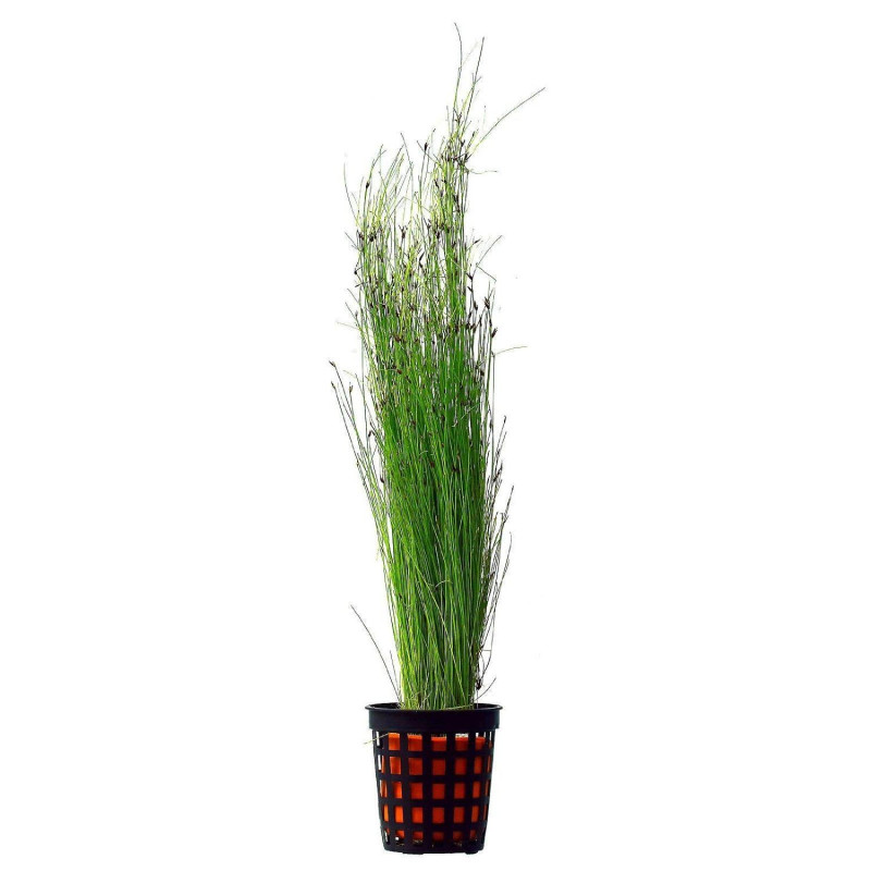 Eleocharis Montevidensis