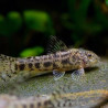 Aspidoras spilotus