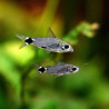 Corydoras hastatus