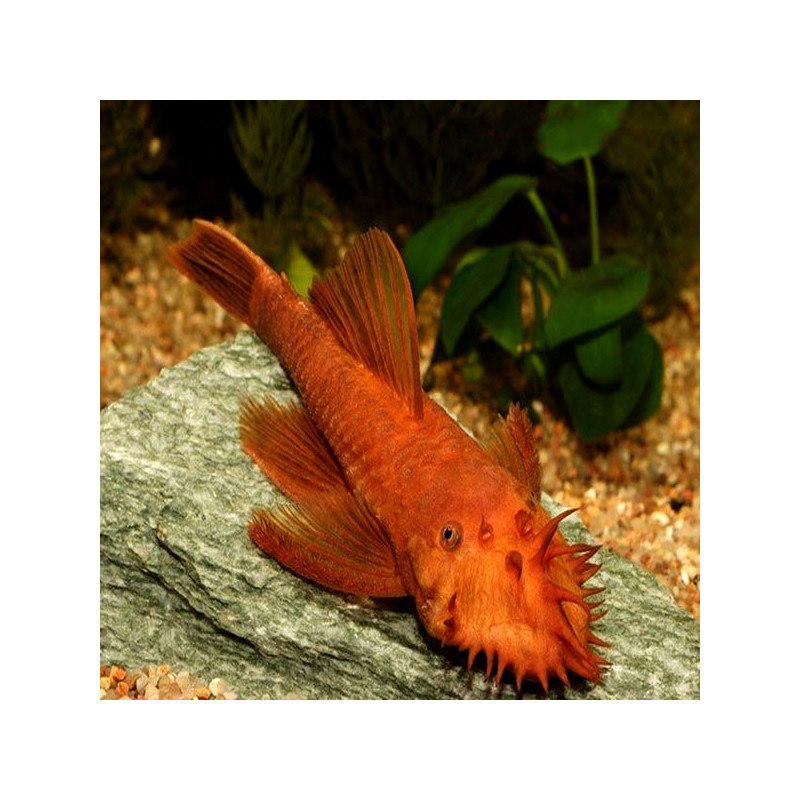 Ancistrus sp. 'Super Red' - 3-4cm