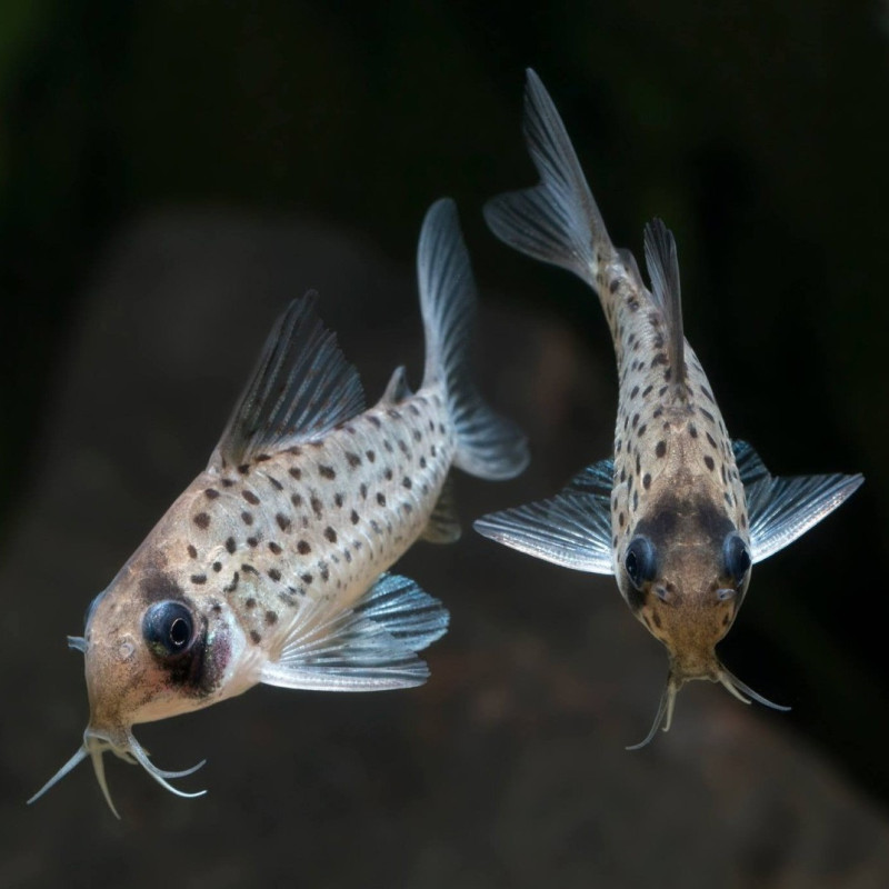 Corydoras Atropersonatus