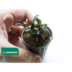 Bucephalandra spec. Brownie Dennerle Bucephalandra spec. Brownie Dennerle
