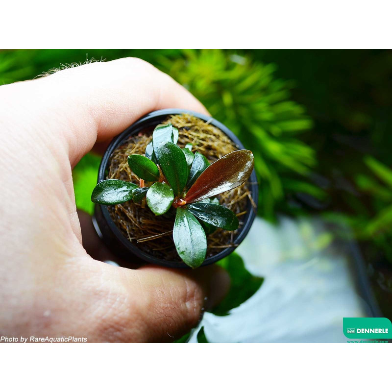 Bucephalandra spec. Brownie Dennerle