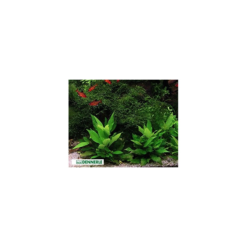 Hygrophila corymbosa Kompakt