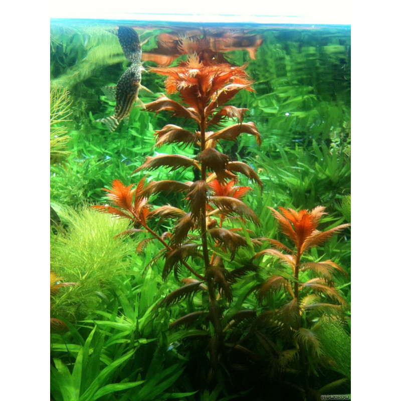 Proserpinaca palustris