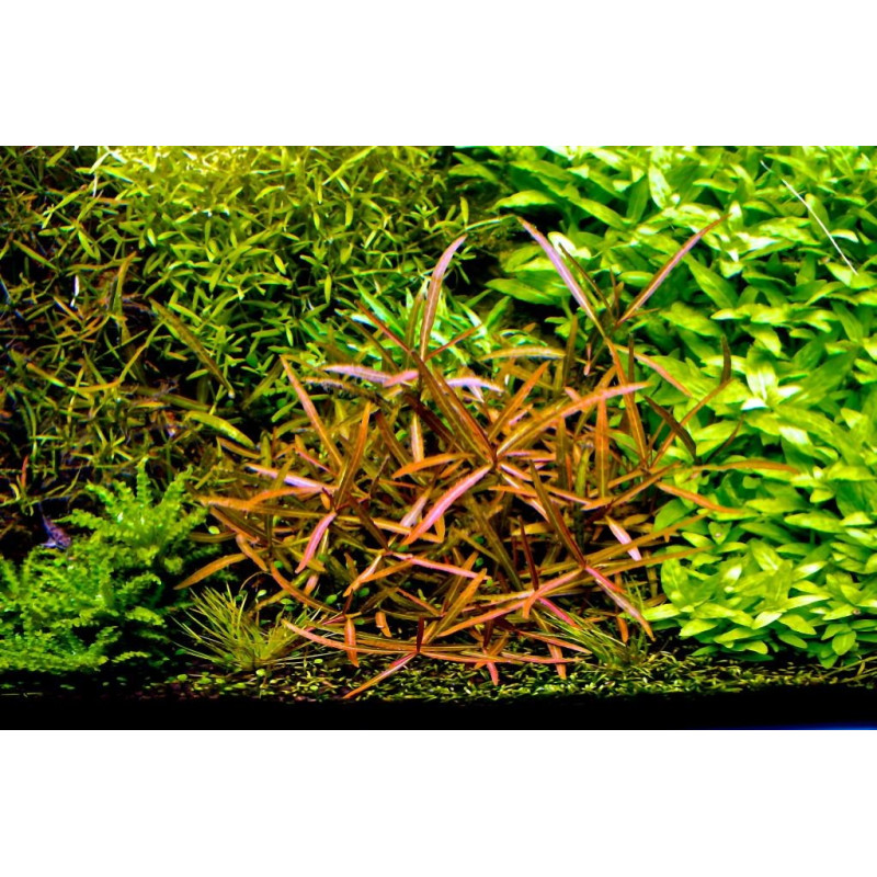 Hygrophila corymbosa Thailand