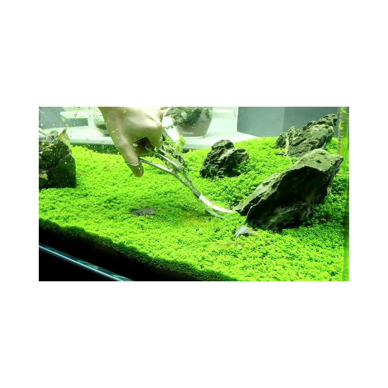 Hemianthus callitrichoides Cuba