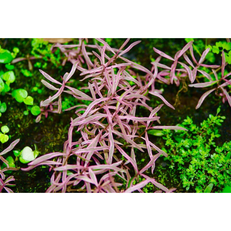Hygrophila corymbosa Thailand