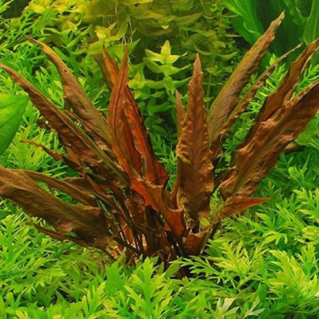  Cryptocoryne wendtii Brown  AquaOrinoco