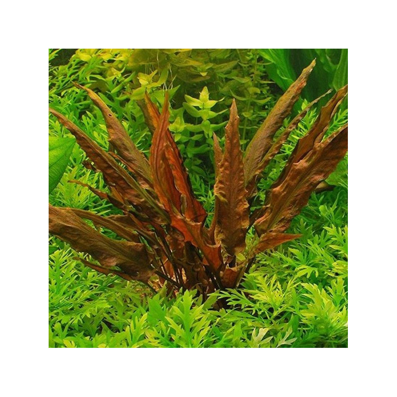 Cryptocoryne wendtii Brown