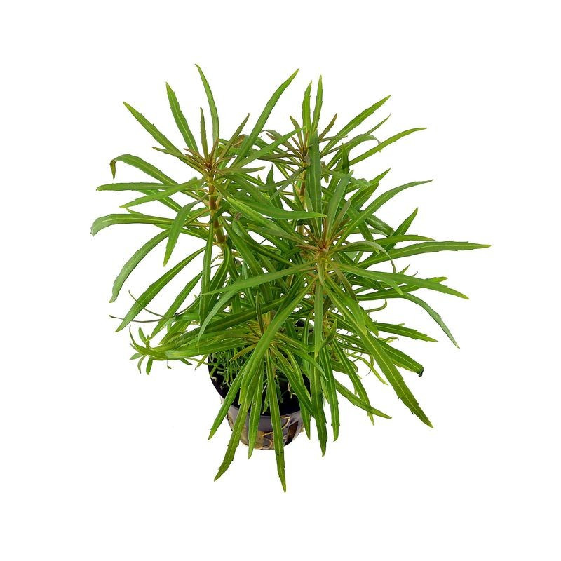 Pogostemon stellatus