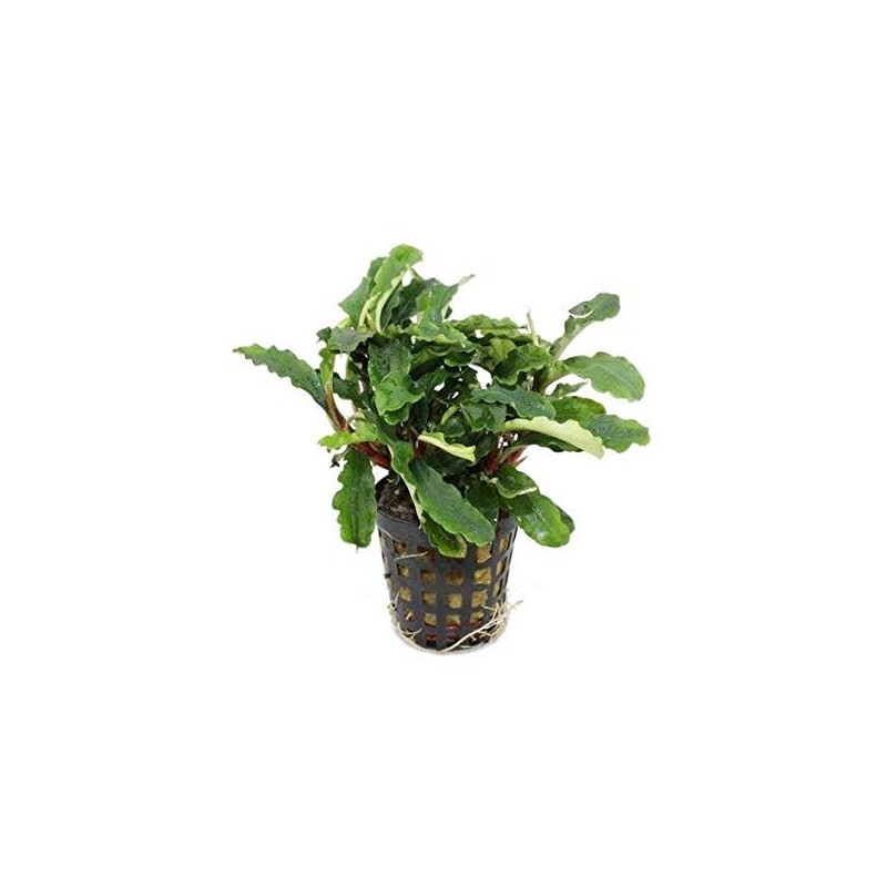 Bucephalandra Green Velvet