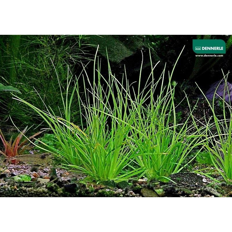 Eriocaulon breviscapum Dennerle