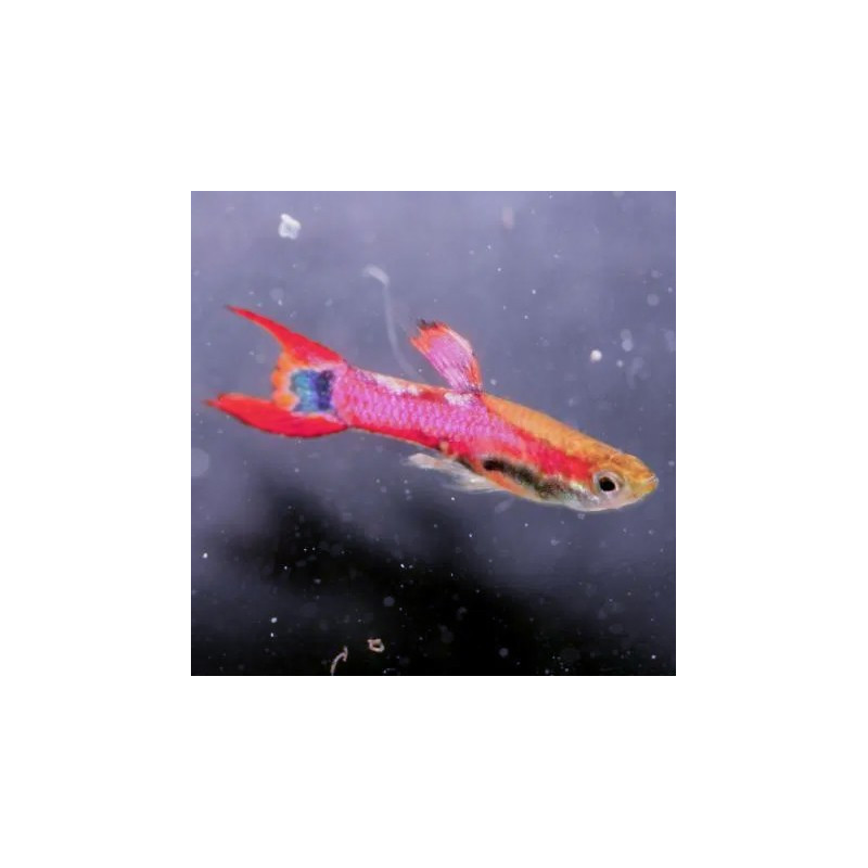 Guppy Pink Scarlet