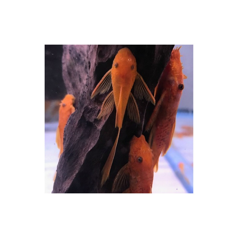 Ancistrus sp. Super Red Long Fin