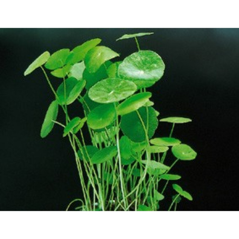 Hydrocotyle Verticillata