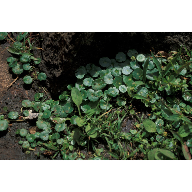 Hydrocotyle Verticillata
