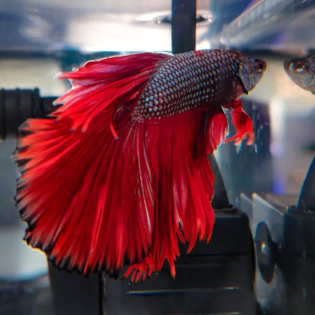 Betta Half Moon WYSIWYG Betta Half Moon WYSIWYG
